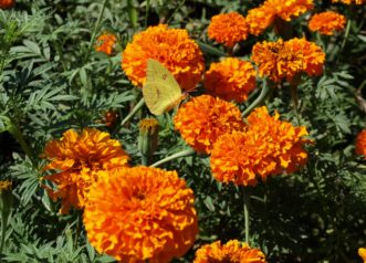 “Close-up of marigold flowers in orange bloom.”
