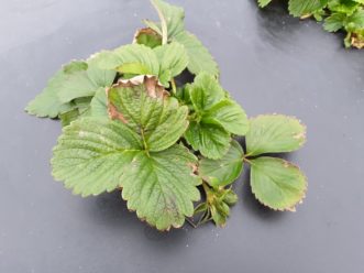 Cold damage around the margins of strawberry leaves from the hard freeze right after Christmas. It didn't get cold enough to damage the crowns. Justin Ballew, ©2021, Clemson Extension