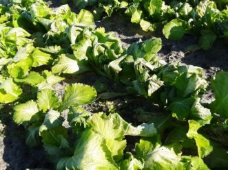 Cold damage on mustard greens from the recent dip into the low 20s. Photo from Justin Ballew, ©2020, Clemson Extension