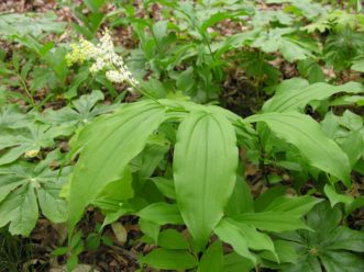 Eastern Solomon’s–plume (Maianthemum racemosum) is a closely related woodland perennial, but the flowers are produced in clusters at the ends of their arching stems. It is also native to South Carolina. Joey Williamson, ©2020 HGIC, Clemson Extension