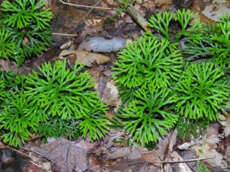 Fan clubmoss (Diphasiastrum digitatum) grows in moist, acidic forests in South Carolina. Beech and oaks are the predominant tree species at this site. Joey Williamson, ©2019 HGIC, Clemson Extension