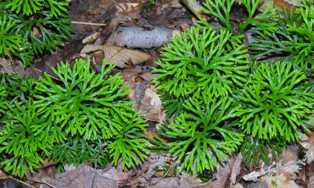 Clubmoss