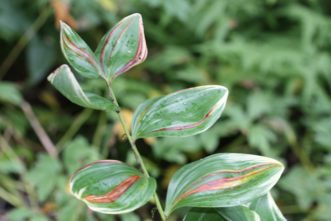 Foliar nematodes can severely damage the leaves of Solomon’s-seal. Brown stripes indicate damage by the nematodes as they feed between the parallel leaf veins. Joey Williamson, ©2020 HGIC, Clemson Extension