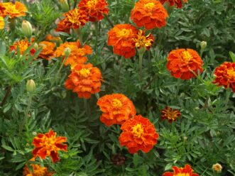 “French marigold plants used as a border in full sun.”