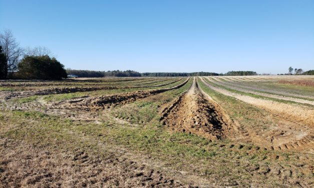SC Fruit and Vegetable Field Report January 4, 2021