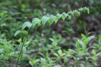 Large Solomon’s-seal (Polygonatum biflorum var. commutatum) is the taller, but less common of the natives and may reach 6 feet tall. Here the pairs of flower buds have formed and will soon open to produce hanging white flowers. Joey Williamson, ©2020 HGIC, Clemson Extension