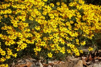 “Mexican marigold shrub (Tagetes lemonii) in bloom.”