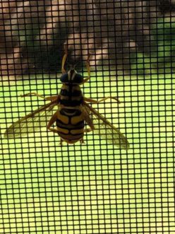 Milesia virginiensis (Diptera: Syrphidae) Jay Winstead, ©2020