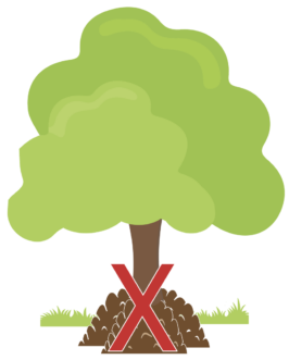 More than a 4-inch mulch depth can cause problems with oxygen and moisture levels. Avoid mulch “volcanoes.” Shea Souder, ©2021, Clemson Extension