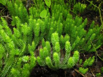 Other clubmosses, such as this shining clubmoss (Huperzia lucidula), do not send up strobili for spore production, but they have packets of spores formed in small sporangia at the base of their small scale-like leaves (called microphylls). Joey Williamson, ©2019 HGIC, Clemson Extension