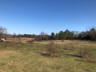 Patches of Callery pear growing in a horse pasture. Horses can be injured by the thorns. David Coyle, ©2020 Clemson University.