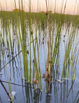 Periwinkle snails are a natural part of the salt marsh ecosystem. A healthy salt marsh may readily support the number of periwinkle snails seen here; however, a stressed salt marsh may degrade under such pressure. Kim Morganello, ©2021, Clemson Extension