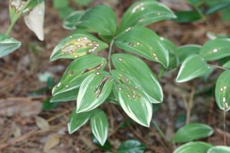 Phyllostica cruenta is a fungal pathogen that causes tan leaf spots with dark reddish-brown margins. Joey Williamson, ©2020 HGIC, Clemson Extension