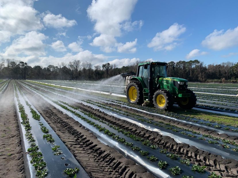 Proper spray coverage on a nice looking crop of strawberries. Zack Snipes, ©2021, Clemson Extension