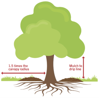 Remember that tree roots extend 2 to 3 times the width of the canopy. 