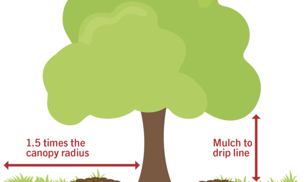 Tree Maintenance