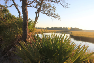 Residents can promote vegetative buffers along tidal creeks to stabilize shorelines and help to protect water quality. Kim Morganello, ©2021, Clemson Extension