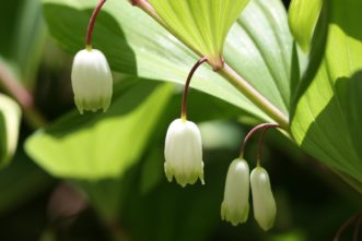 Solomon’s-seal (Polygonatum biflorum and other species) produce small, greenish-white, dangling flowers at the stem joints. Typically, one to three flowers are clustered together. Bumblebees are frequently seen pollinating their flowers. Joey Williamson, ©2020 HGIC, Clemson Extension