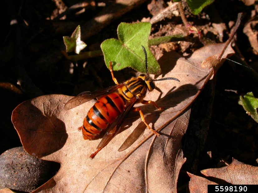 Southern Yellowjacket (queen), Vespula squamosa (Hymenoptera: Vespidae) Lisa Ames, University of Georgia, Bugwood.org