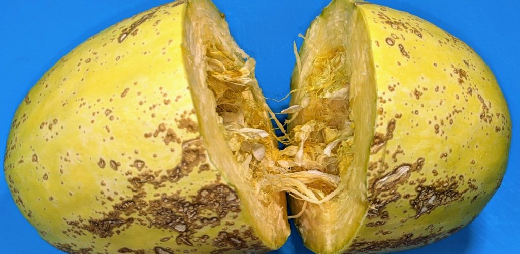 Spaghetti squash split open in the middle with seeds and flesh exposed. Chase McIntosh Baillie, ©2021 Clemson Extension