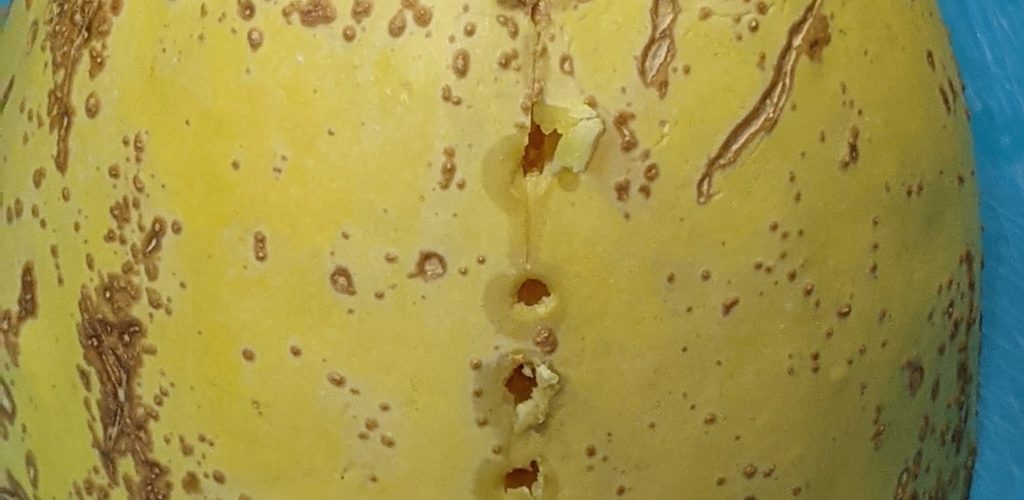 Spaghetti squash with the stem removed and holes poked for perforation to make cutting raw easier Chase McIntosh Baillie, ©2021 Clemson Extension
