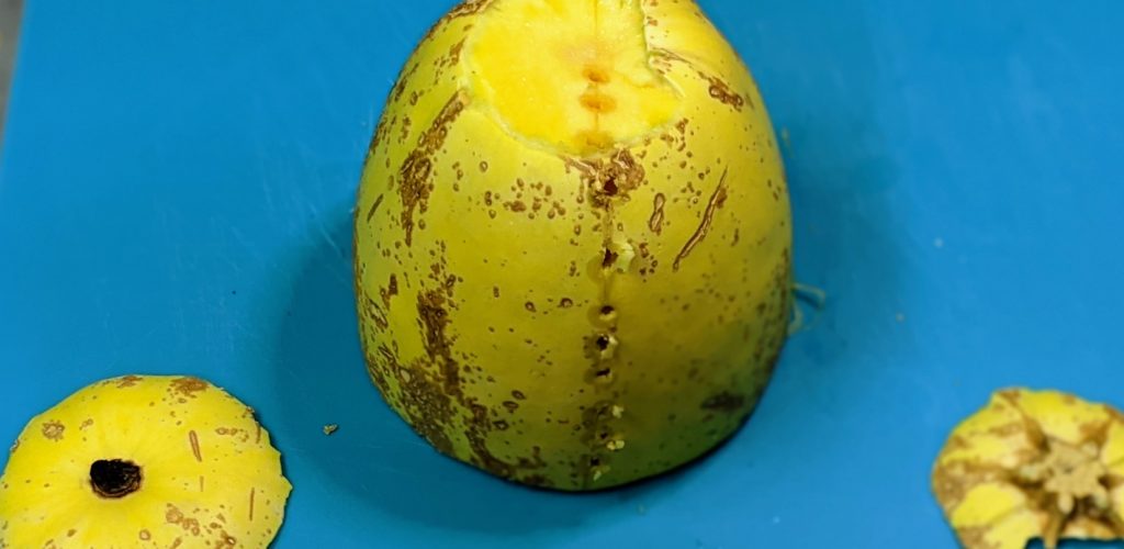Squash displayed with perforated skin, stem and blossom end cut off to aid in cutting Chase McIntosh Baillie, ©2021 Clemson Extension