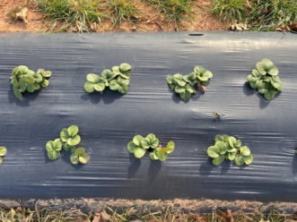 Strawberries are looking good in the upstate. Andy Rollins, ©2021, Clemson Extension