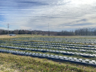 Strawberries are looking good in the Upstate. Andy Rollins, ©2021, Clemson Extension