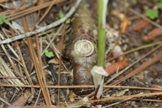 The rhizome (an underground, spreading stem) is jointed where the above-ground stem attaches. After the first autumn frost, the above-ground stems senesce and detach from the rhizomes. The round speckled scar from the point of stem attachment is where these plants get their name. Joey Williamson, ©2020 HGIC, Clemson Extension