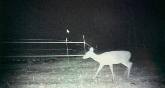 The two-tiered fencing system, like the one shown in this trail cam photo, will keep curious deer out of your fields. Deer Fencing. Zack Snipes, ©2021, Clemson Extension