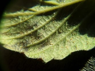 The view of spider mites on the underside of a strawberry leaf through a 10X hand lens. Justin Ballew, ©2020, Clemson Extension