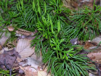 These fan clubmoss (Diphasiastrum digitatum) have produced their multiple strobili on each stalk for spore release, and the spores are spread by air currents. Joey Williamson, ©2019 HGIC, Clemson Extension
