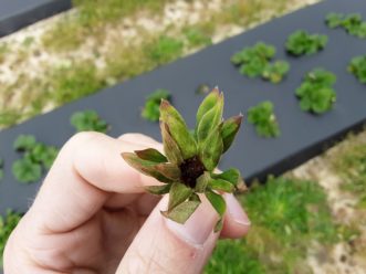 This bloom was killed by cold weather. It isn’t easy to see here, but there are already a few botrytis spores developing on the flower. If not sanitized, this could become a significant source of inoculum. Justin Ballew, ©2021, Clemson Extension