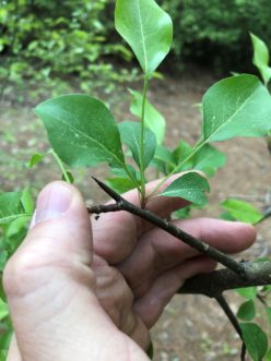 Thorn on a Callery pear shoot. These are extremely sharp and can easily puncture the skin, and many have reported the loss of tires from Callery pear thorn punctures. David Coyle, ©2020 Clemson University