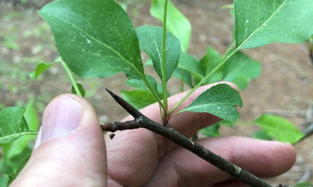 Bradford & Callery pear