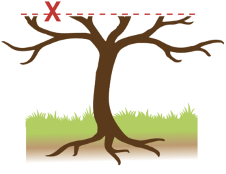 Topping is detrimental to both the natural appearance and overall health of the tree. 