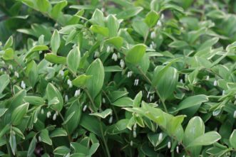 Variegated Solomon’s-seal (Polygonatum odoratum var. pluriflorum ‘Variegatum’) is an extremely drought tolerant perennial for shady woodland gardens. Joey Williamson, ©2020 HGIC, Clemson Extension