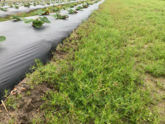 Corn spurry is a weed that needs to be managed now before it’s too late. Zack Snipes, ©2021, Clemson Extension