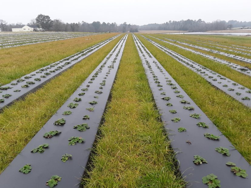 Great stand of rye between the rows of this strawberry field. This will help tremendously with weed suppression. Justin Ballew, ©2021, Clemson Extension