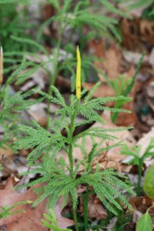 Ground pine (Dendrolycopodium obscurum) is another species that grows well in moist, acidic forests in the Piedmont region of South Carolina. This plant has produced a greenish-yellow strobili, on which its spores will be produced. Ground pines may be found in the wildflower area of the SC Botanical Garden in Clemson. Joey Williamson, ©2019 HGIC, Clemson Extension