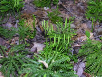Sometimes colonies of multiple clubmoss species are found together. Ground pine and fan clubmoss grow in similar habitats. Joey Williamson, ©2019 HGIC, Clemson Extension