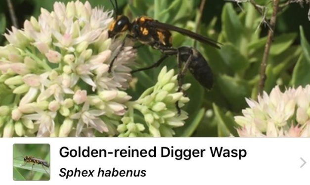Garden Apps