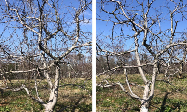 Apple Pruning