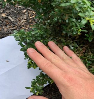 Brush the plant gently over a white piece of paper to check for soft-bodied insects. Dew Jeffers, ©2021, Clemson Extension