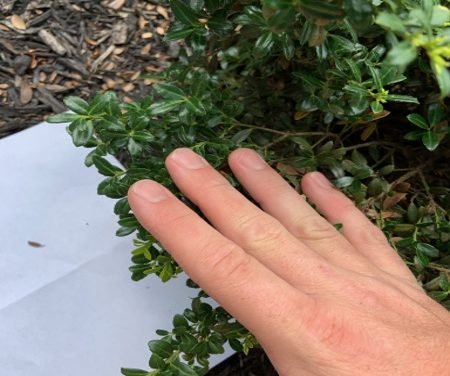 Selecting Appropriate Pest Management Strategies