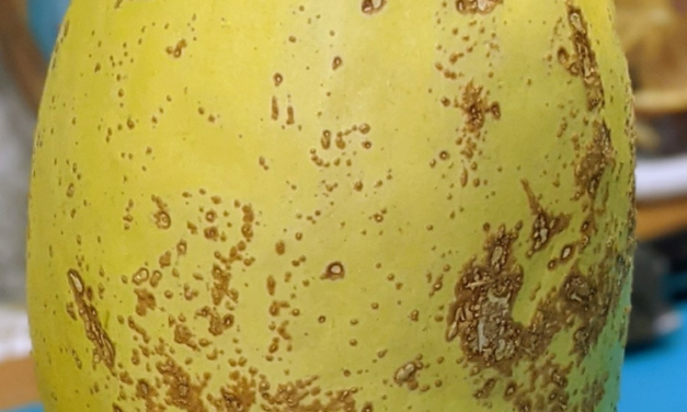 How to Cut a Spaghetti Squash