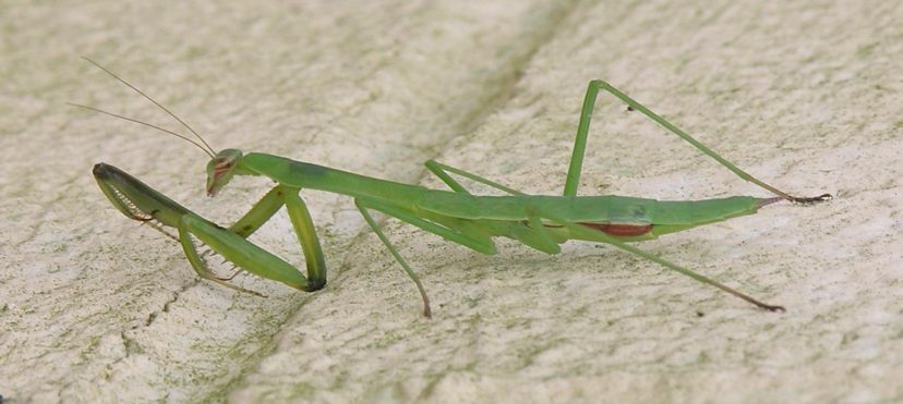 Adult Chinese mantid. Vicky Bertagnolli, ©2004, Clemson Extension 