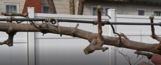 Close-up of muscadine cordon after pruning. Paul Thompson, ©2021, Clemson Extesnion