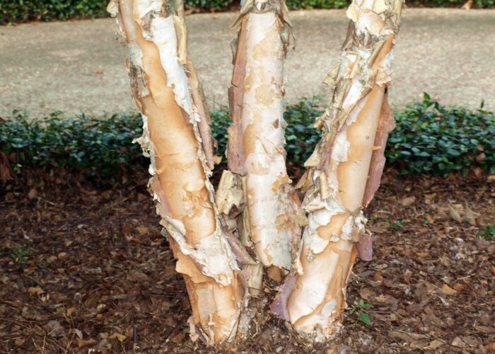 Close-up of peeling bark on Dura-Heat® river birch exposing creamy-white inner bark with shades of cream, orange, and pinkish tan.