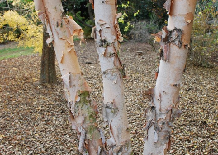 Close-up of peeling bark on Tecumseh Compact® river birch revealing pinkish-orange inner bark.